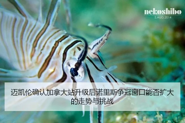 mai-kai-lun-que-ren-jia-na-da-zhan-sheng-ji-hou-nuo-li-si-zheng-guan-chuang-kou-neng-fou-kuo-da-de-zou-shi-yu-tiao-zhan-2-705.jpg