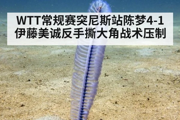 WTT常规赛突尼斯站陈梦4-1伊藤美诚反手撕大角战术压制