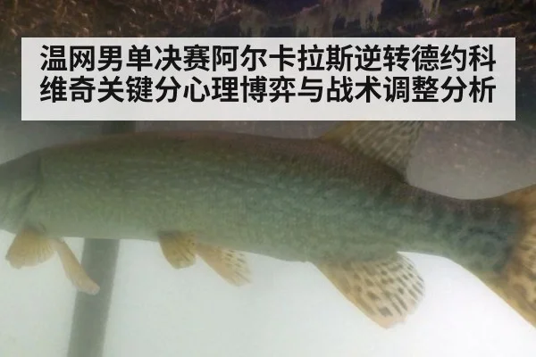 温网男单决赛阿尔卡拉斯逆转德约科维奇关键分心理博弈与战术调整分析